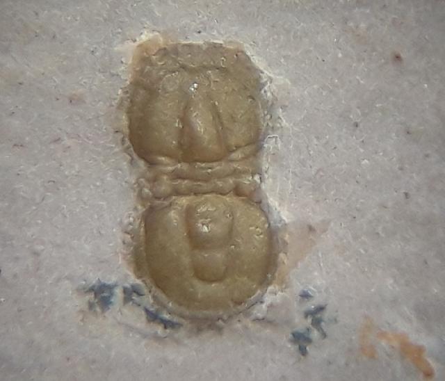 Peronopsis interstricta (WHITE 1874) - Bild &copy; FossNet FossilienStore